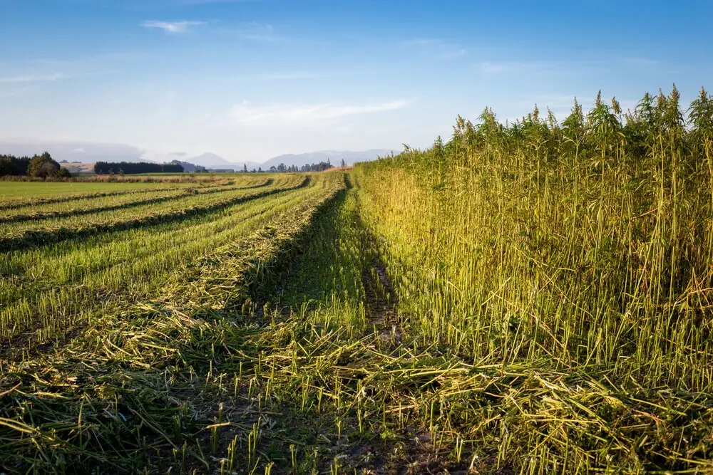 industrial hemp farming history